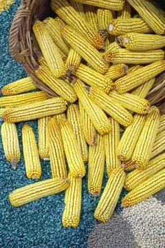 Corn Ear Stock Photos