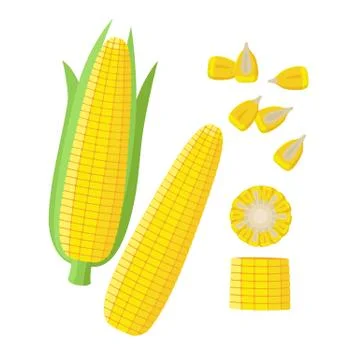 Corn ear, Ripe corn cobs, corn seeds, grains vector illustration in flat design Stock Illustration