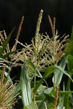 Corn ear in sunlight in dark background vertical photo Stock Photos
