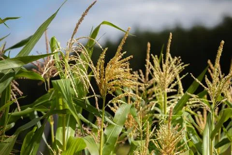Corn ear in sunlight Stock Photos
