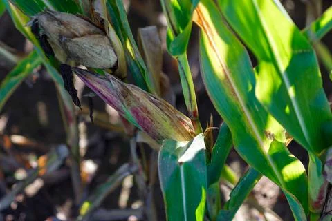 Corn Ears and Stalks in Sunlight Stock Photos