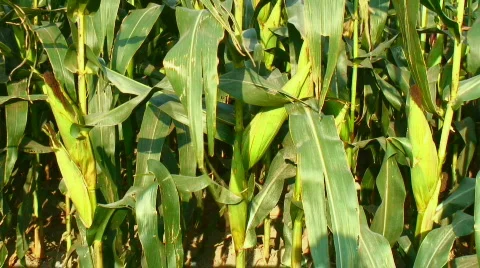 Corn ears Stock Footage 333354
