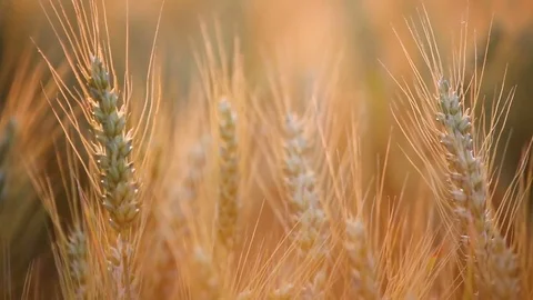 Corn ears of grain Stock Footage 76427145