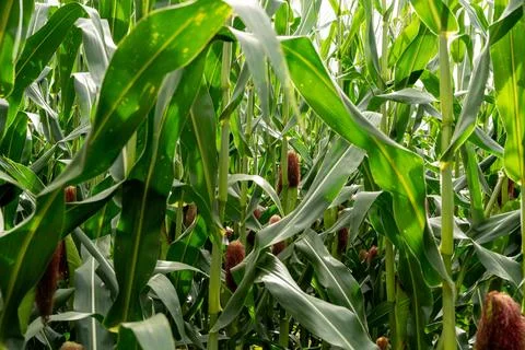 Corn ears growing among green plants in an agricultural field Stock Photos