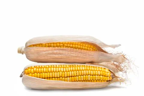 Corn ears on a white background Stock Photos