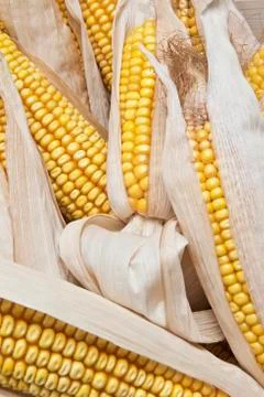 Corn ears on a white background Stock Photos