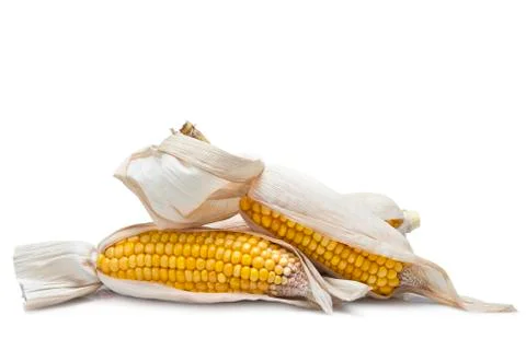 Corn ears on a white background Foto stock