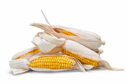 Corn ears on a white background Stock Photos