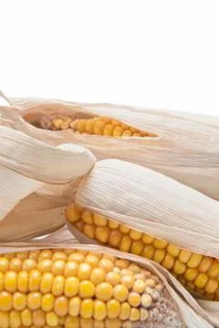 Corn ears on a white background Stock Photos