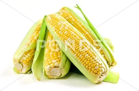 Corn ears on white background Stock Photos
