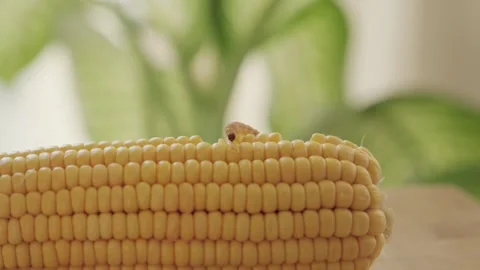 Corn earworm caterpillar pest walking on corn cob Stock-Footage 323362986