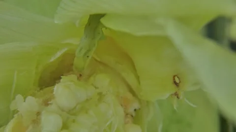 Corn earworm (Helicoverpa armigera) on corn husk leaves 스톡 동영상 333051589