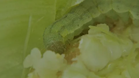 Corn earworm larva (Helicoverpa armigera) moving head on corn kernels Видео 333047634