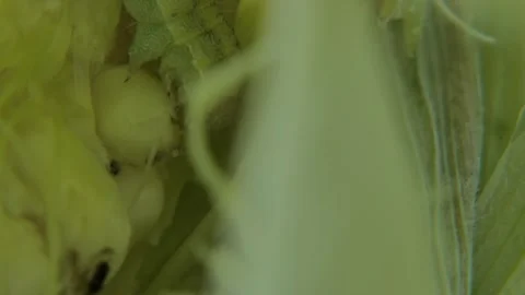 Corn earworm larva hiding inside young corn husk 스톡 동영상 333047007