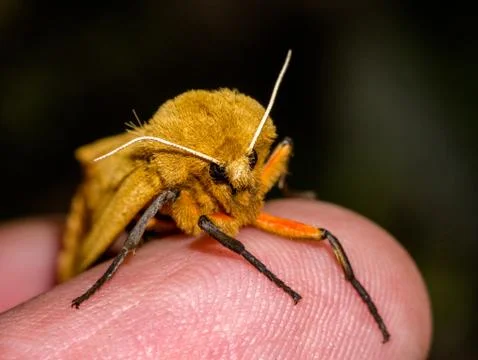 Corn Earworm Moth (Helicoverpa zea) rests on a finger. Stock Photos