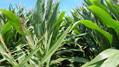 Corn ECU dolly back wide angle close up Stock Footage 232902517