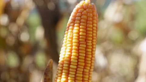 Corn extreme close up tilt shot Video stock 251763092
