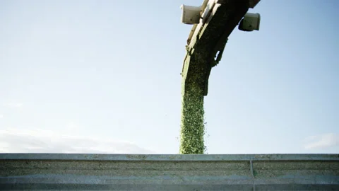 Corn Fall in Tractor Trailer from Combine Machine Stock Footage 157015895