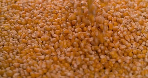 Corn Falling background 4K video Stock Footage 108781782