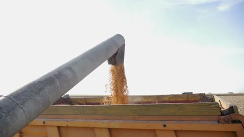 Corn falling from combine auger into grain cart Stock Footage 97776385