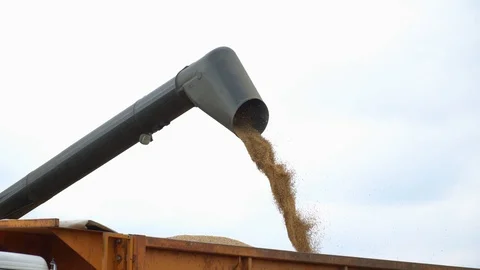Corn Falling from Combine Auger into Grain Cart. Combine harvester unloads grain Vídeos de archivo 120462987