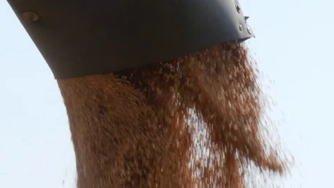 Corn Falling from Combine Auger into Grain Cart. Stock Footage 123733215