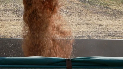 Corn Falling from Combine Auger into Grain Cart. Stock Footage 123733232