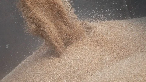 Corn Falling from Combine Auger into Grain Cart. Stock Footage 123733248