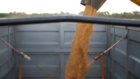 Corn Falling from Combine Auger into Grain Cart in Slow Motion. Sunny fall day. 库存影片 336581311