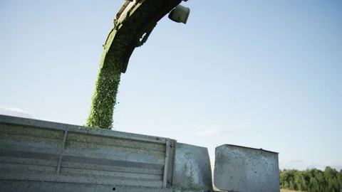 Corn Falling from Combine in Trailer on Meadow Stock-Footage 157016741