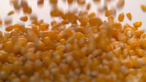 Corn Falling Pouring on background Slow Motion video Stock Footage 111801120