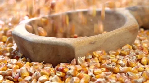 Corn falling into a wooden bucket Video stock 54952496