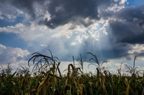 Corn farm field Stock Photos