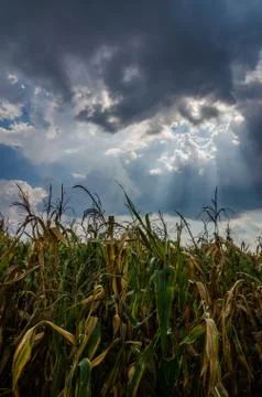 Corn farm field Stock Photos