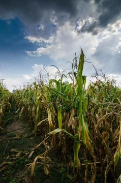 Corn farm field Stock Photos