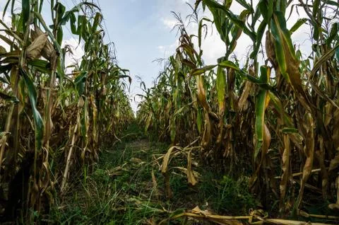 Corn farm field Stock Photos