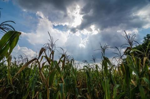 Corn farm field Stock Photos