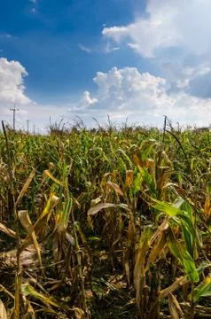 Corn farm field Stock Photos