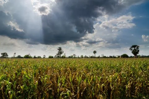 Corn farm field Stock Photos