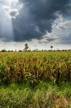 Corn farm field Stock Photos