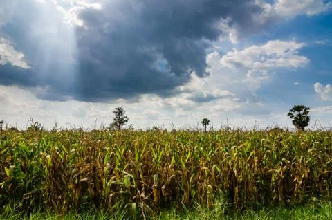 Corn farm field Stock Photos