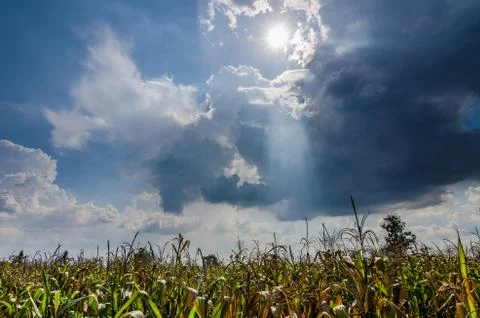 Corn farm field Stock Photos