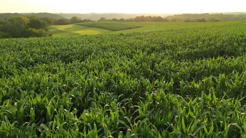 Corn farm field at sunrise sunset sunlight Stock Footage 156882553