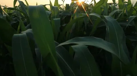 Corn farm. Stock Footage