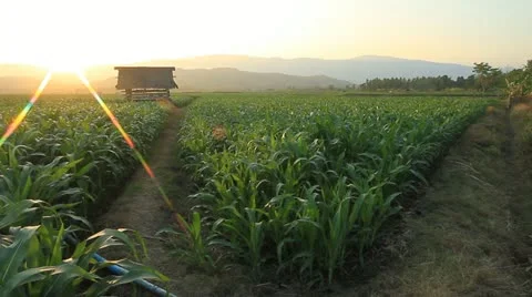 Corn farm. Stock Footage 20614121