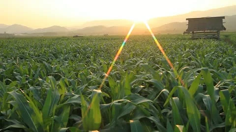 Corn farm. Vidéo 20614333