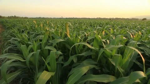 Corn farm. Stockbeeldmateriaal 20614518