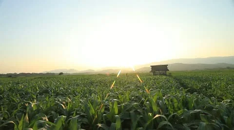 Corn farm. Stock Footage 20615056