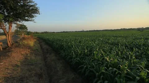 Corn farm. Stock Footage 20615312