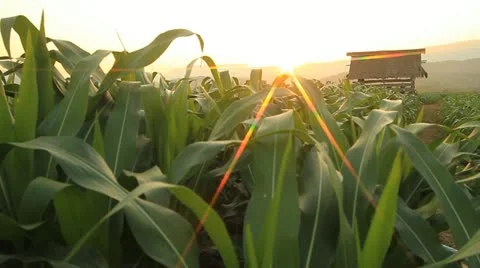 Corn farm. Stock Footage 21228048